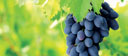 Photo of grapes